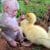 Heart-melting footage of a baby monkey taking care of five ducklings