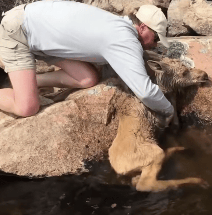 Heart touching video.  Boaters rescue an elk stuck between rocks