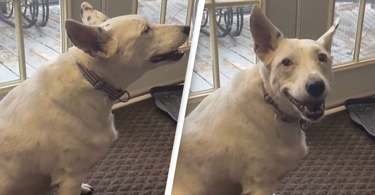 Heart touching video.  Deaf dog surprises owner with his own barking that makes owner cry