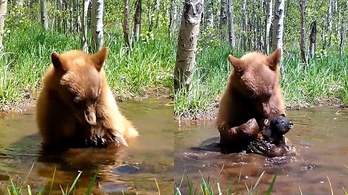 Hidden camera captures cute bathing scene with teddy bears