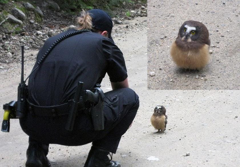 How a police deputy talks to a cute little owl trying to save him