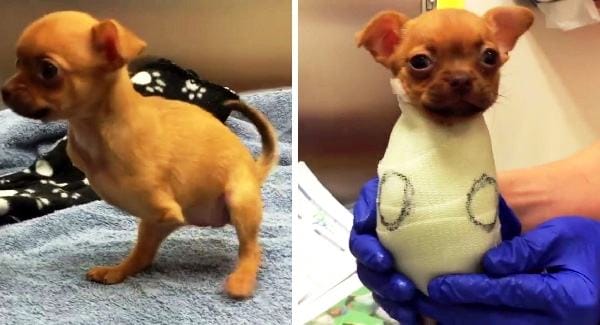 IMAGE.  This cute puppy was abandoned because he didn't have front legs since he was born
