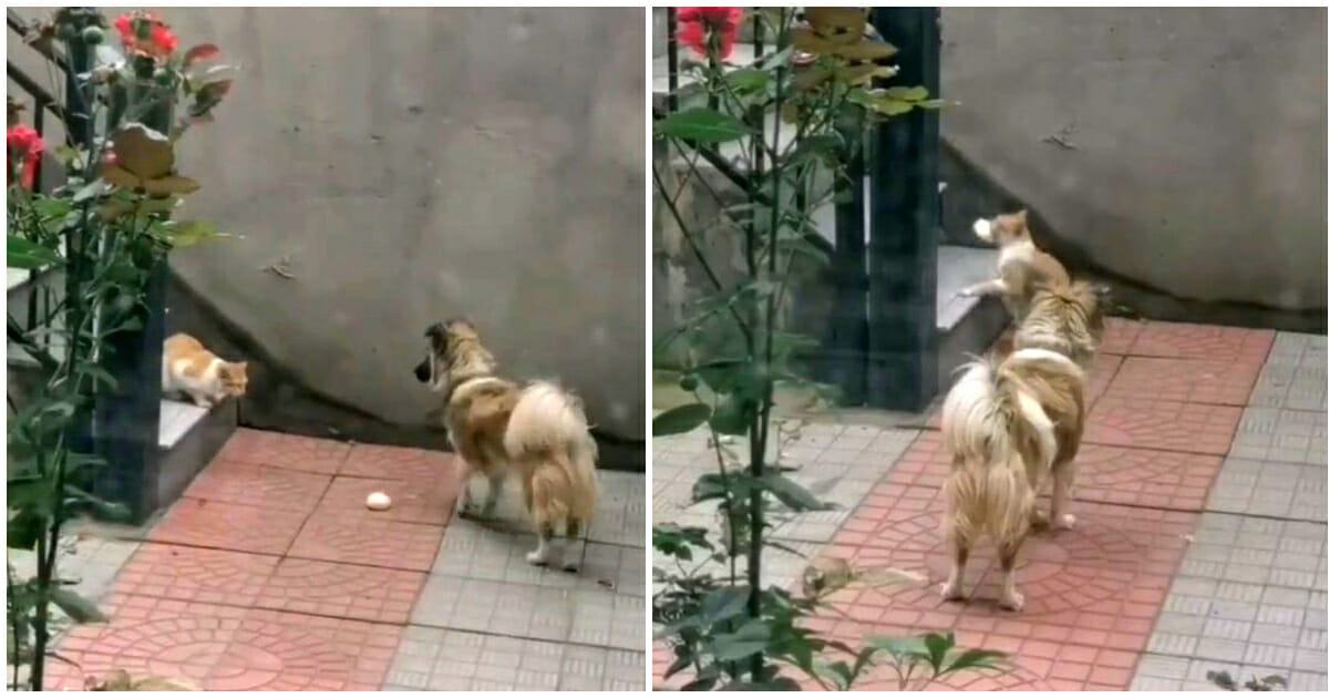 Kind-hearted dog gives food to a hungry feral cat
