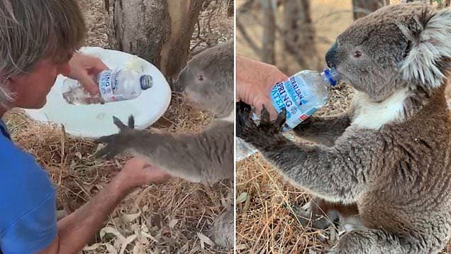 Lovely scene.  A caring man gives water to a thirsty koala and receives the sweetest "thank you" in return.
