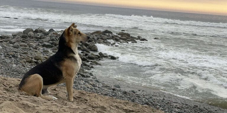 Loyal dog constantly looking at the sea waiting for the owner is a fisherman without knowing that he has passed away