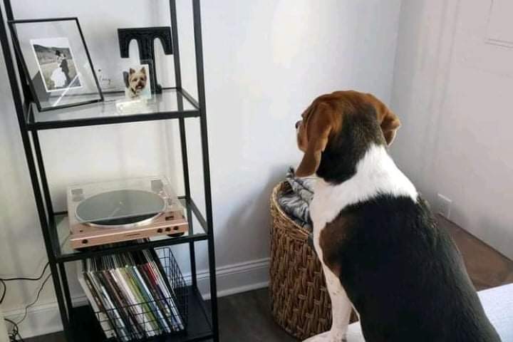 Loyal dog reacts sweetly when he sees a photo of his deceased friend
