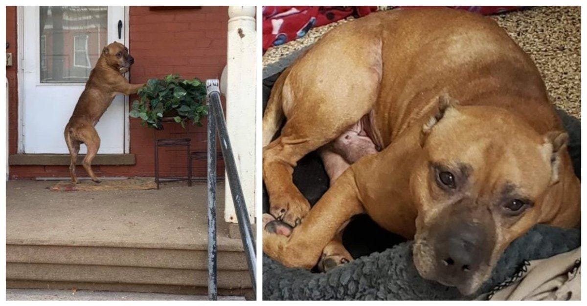 Loyal dog refuses to leave the house, still waiting for his owner to leave