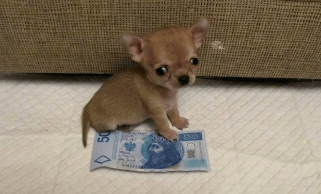 Meet the world's smallest dog that looks like a toy