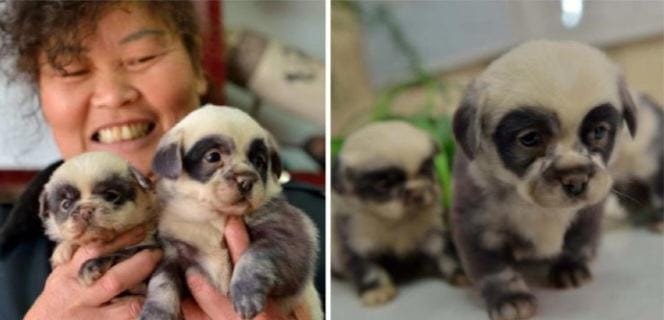 Miracle of China - panda cubs resemble real pandas, cubs are born from an ordinary hybrid