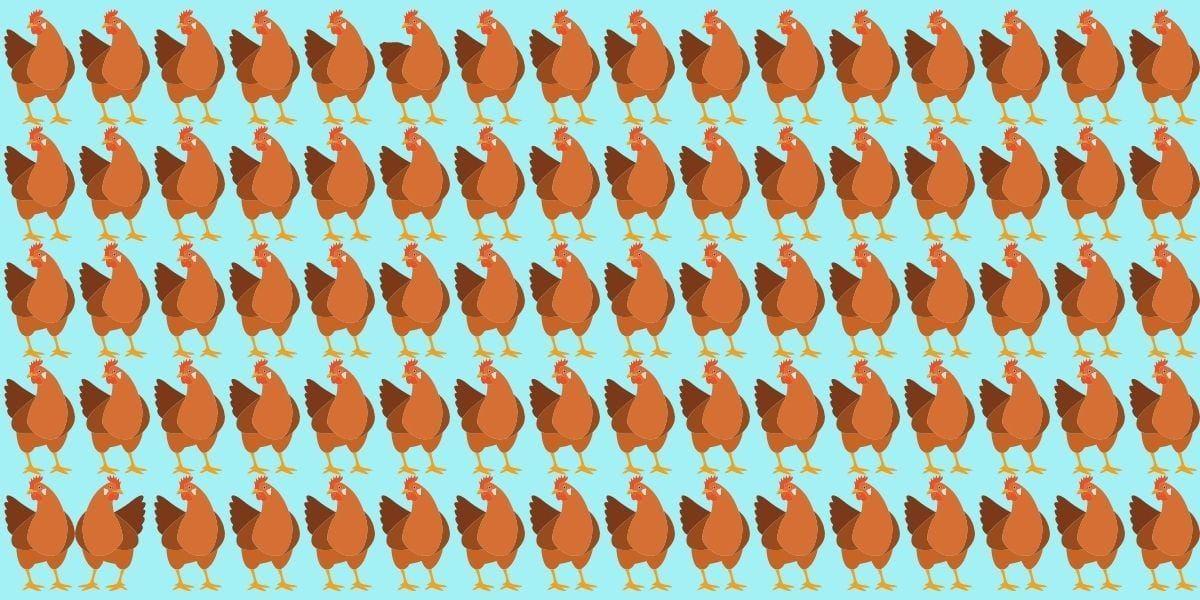 Observation brain teaser: Can you find the 3 odd chickens in less than 30 seconds? Test your visual skills!
