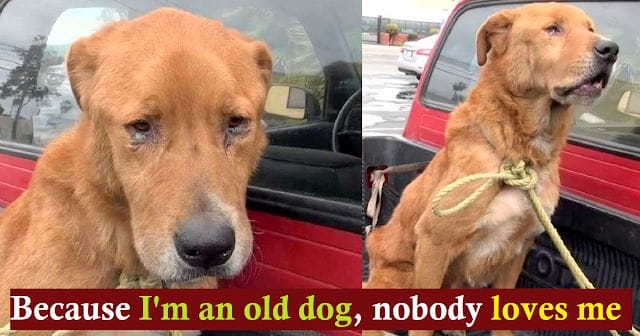 Old dog abandoned by owner wandering on the street looking for food