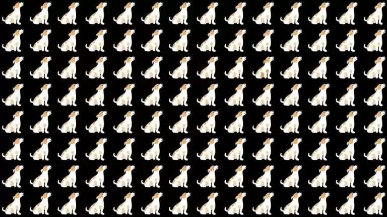 Optical Illusion Brain Teaser: Can you find the Odd Dog in 12 Seconds?