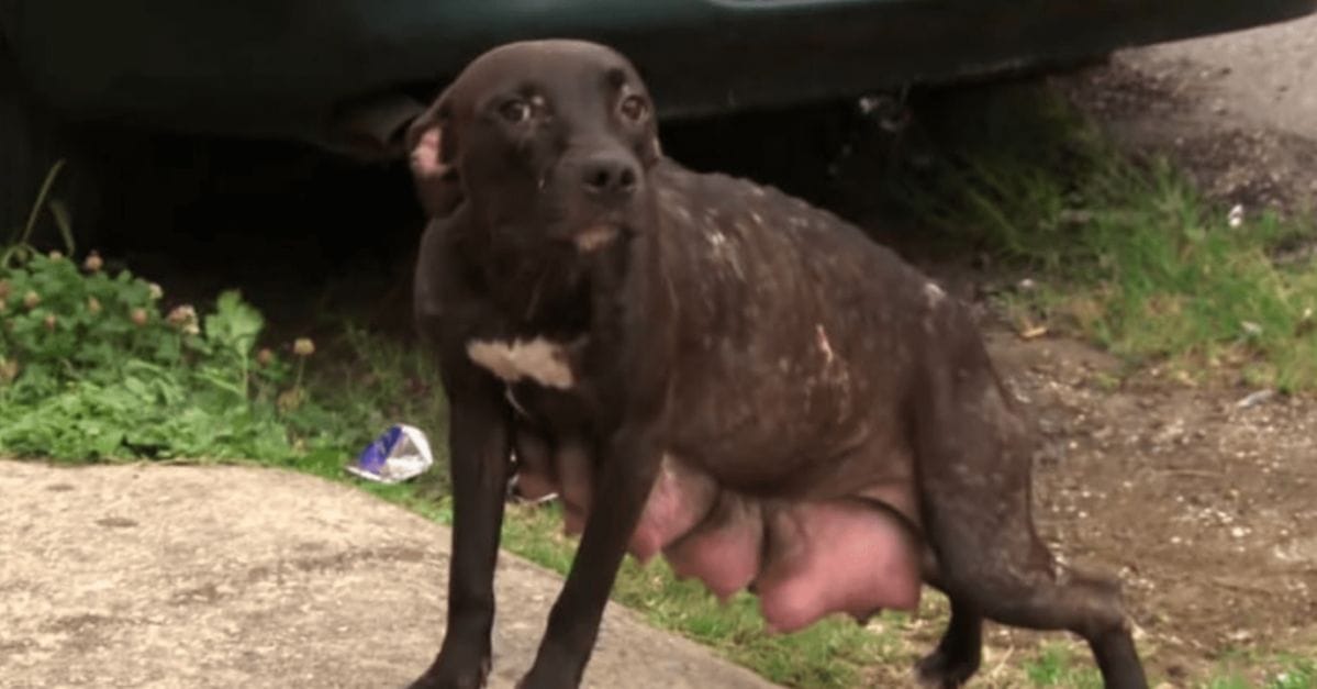 Outdoor rescuers noticed an exhausted mother dog desperately searching for her pups
