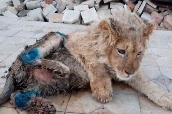 PHOTO.  Fortunately, the lioness was rescued after breaking her leg and sustaining serious injuries, so visitors can take pictures with her.