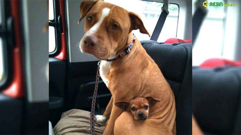 Pit bull refuses to leave shelter without Chihuahua