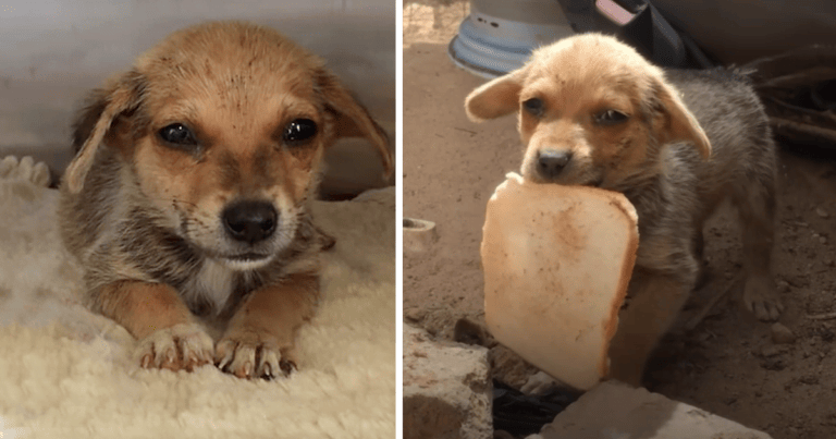 Poor little abandoned dog burst into tears when given a piece of bread