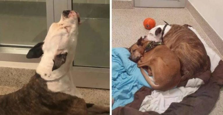 Real friends.  Loyal dog can't stop crying because he regrets parting with his best friend