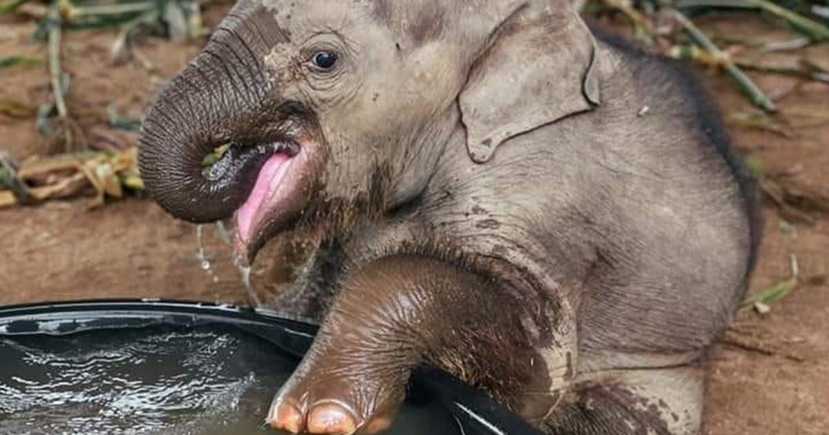 Sweet scene.  Sweet video.  The pure happiness of a rescued elephant enjoying its first bath