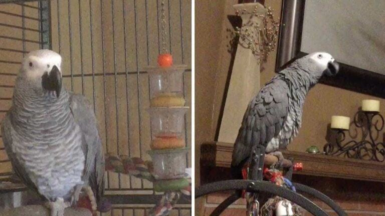 Sweet shot.  An angry African gray parrot scolds a dog that barks too much