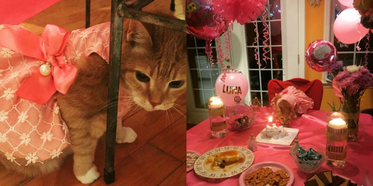 Sweet shot.  The family holds a special party to celebrate the cute cat's 15th birthday