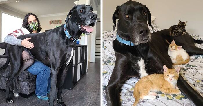 Sweet video.  A 150-pound dog, known as the "gentle giant", becomes the adoptive parent of cute kittens