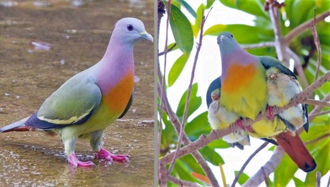 Sweet video.  The pink and blue pigeon is one of the most beautiful birds in the world