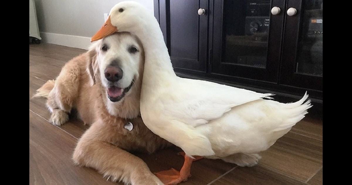 Sweet video.  Wonderful friends.  Golden Retriever and duck have become truly inseparable friends