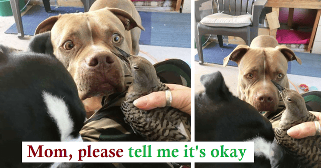The dog brought the injured bird back to its mother and waited impatiently to make sure it was okay