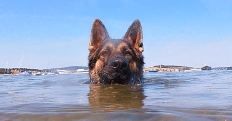 The dog swam for more than 11 hours to find and save its owner