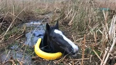 The horse was covered with mud up to its neck, and its whole body was covered in mud.  Fortunately, he was rescued very quickly and pulled out of the swamp