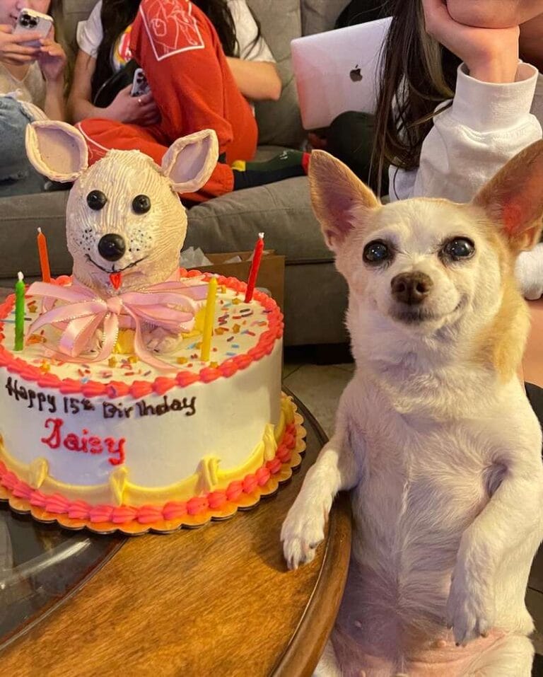 The little dog is very happy and always smiling because the family remembered and celebrated his birthday in such a special way
