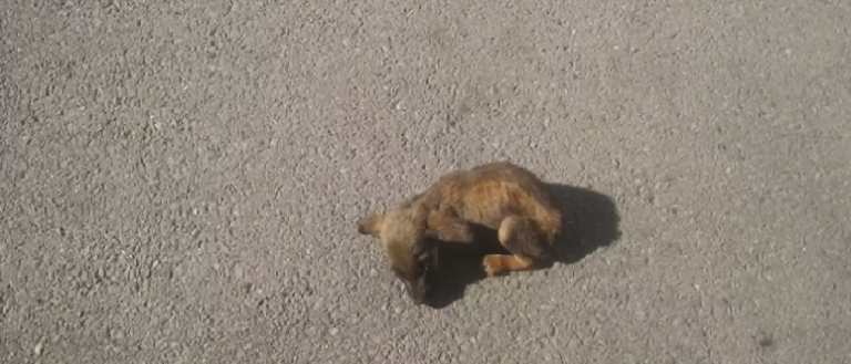 The smallest dog in the middle of the road is waiting for someone to come to the rescue