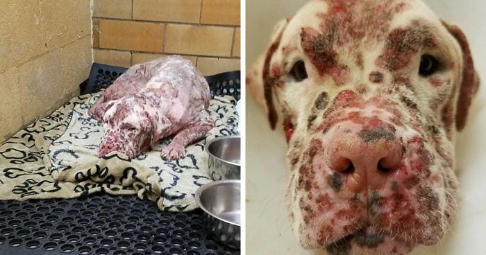 The ugly dog ​​was bitten by thousands of bees and abandoned by his owner, until a kind woman realized how special he was.