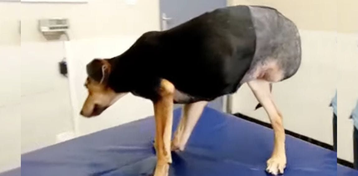 This cute dog was left alone by his owner because his leg was amputated after a horrible car accident