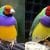 This is the Rainbow Finch - a glowing multicolored bird