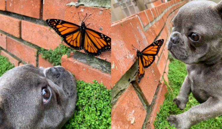 Tiny dog ​​befriends monarch butterfly and the world becomes perfect for a moment
