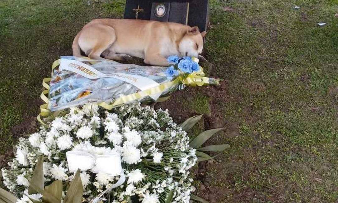 Touching moment, devoted and grateful dog dozes all day by owner's grave who refuses to leave