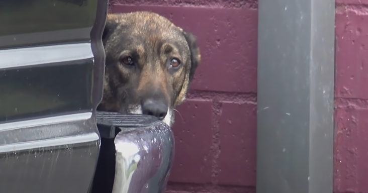 Touching shot.  Terrified stray German shepherd continued to cry until the woman came to the dog's rescue