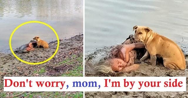 Two stray dogs were seen protecting a blind old woman lying on a muddy riverbank