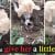 Videotapes.  A touching scene.  How a mother dog dug her pup's grave in a vain attempt to wake the puppy up