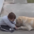 Videotapes.  The dog approached the boy with Down syndrome and befriended him