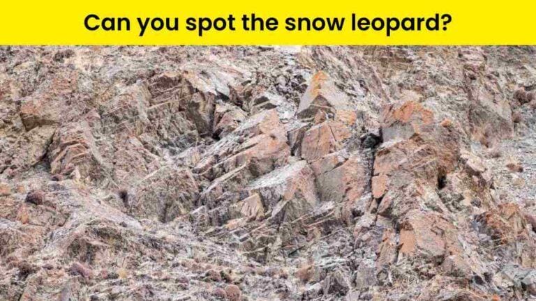 Can you spot the snow leopard?