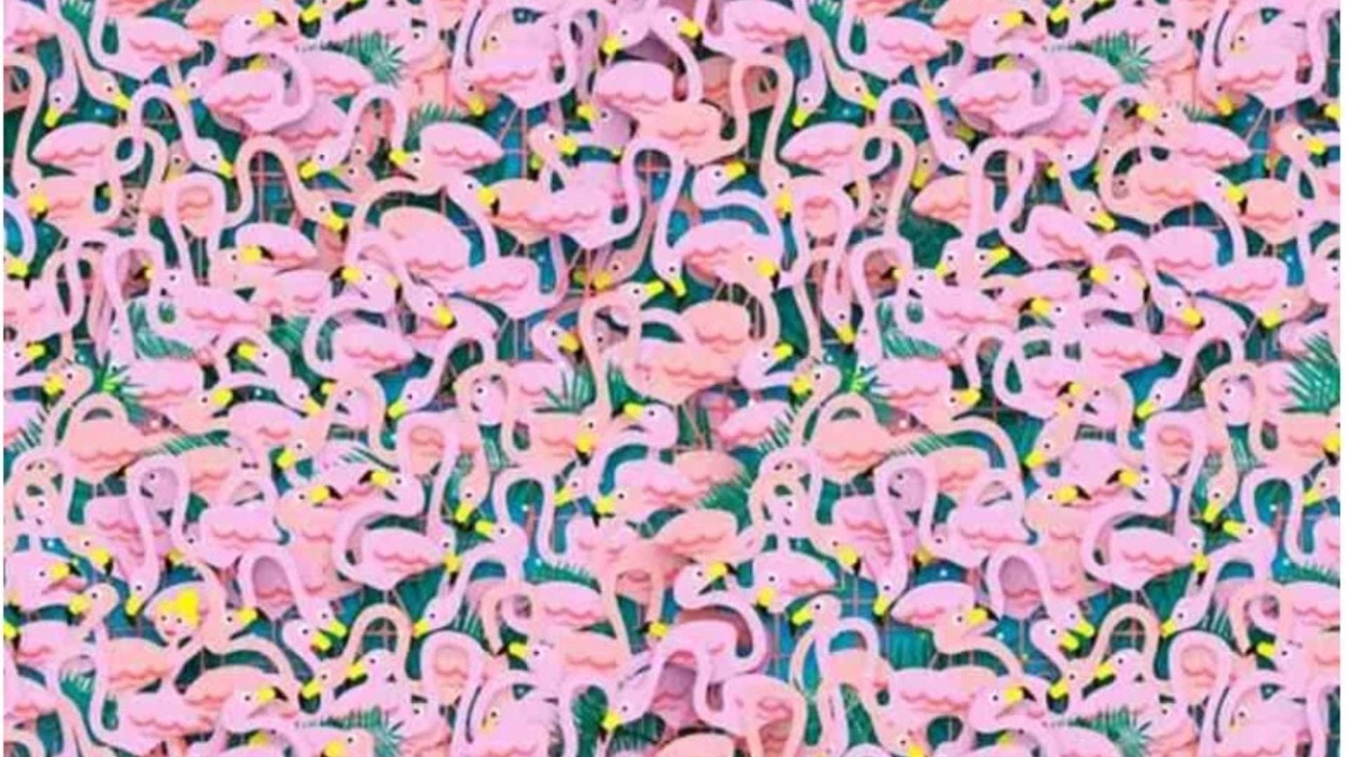 You could be in the top 1% if you spot the ballet dancer hidden among these flamingos in five seconds.