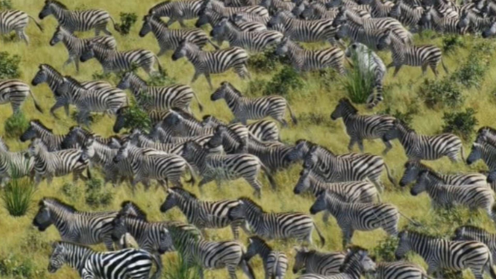 You could have the eyes of an archer if you could see a tiger lurking among this herd of zebras in ten seconds.