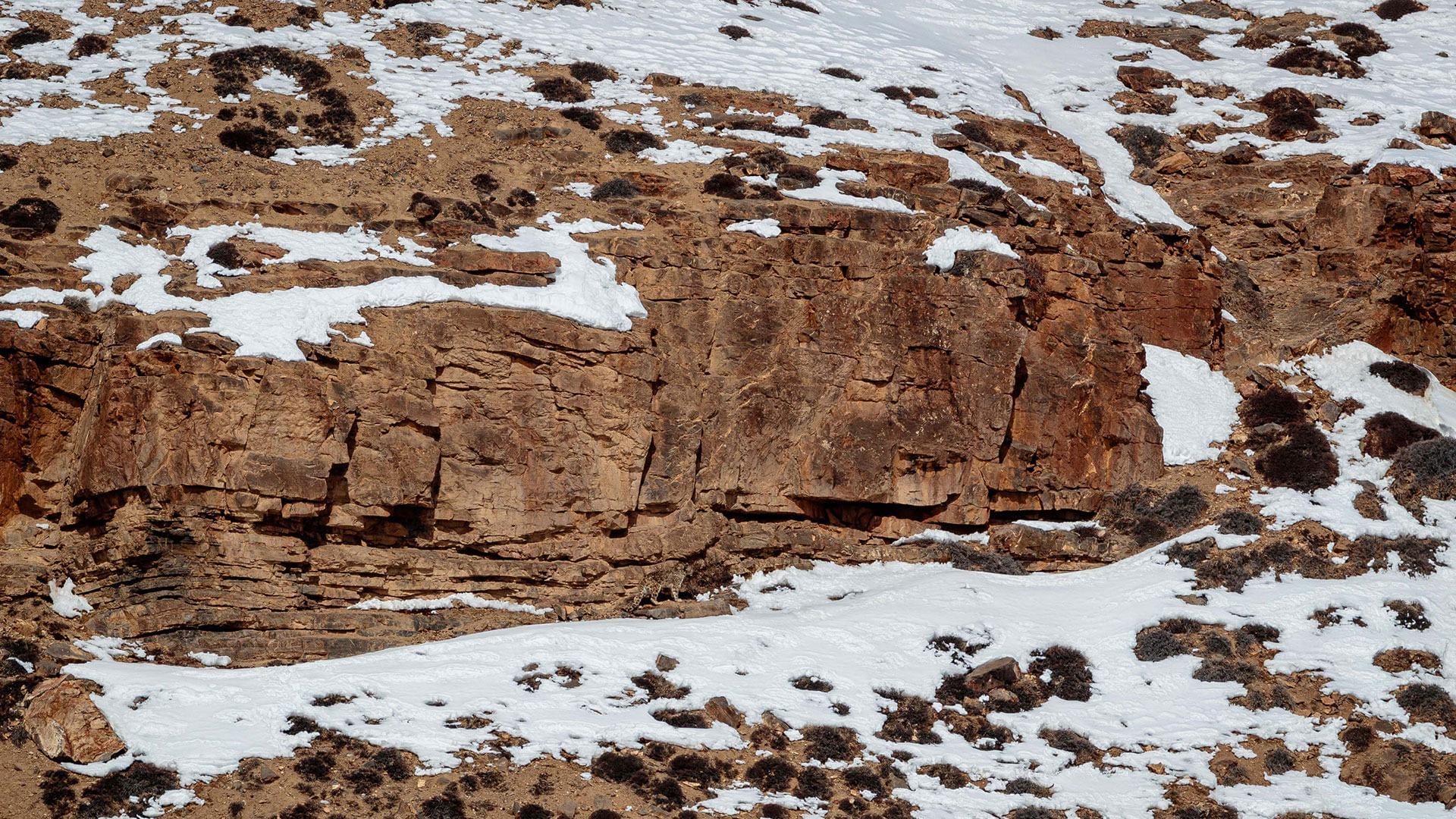 You have an eagle’s eyes if you can spot the snow leopard hiding in the mountains