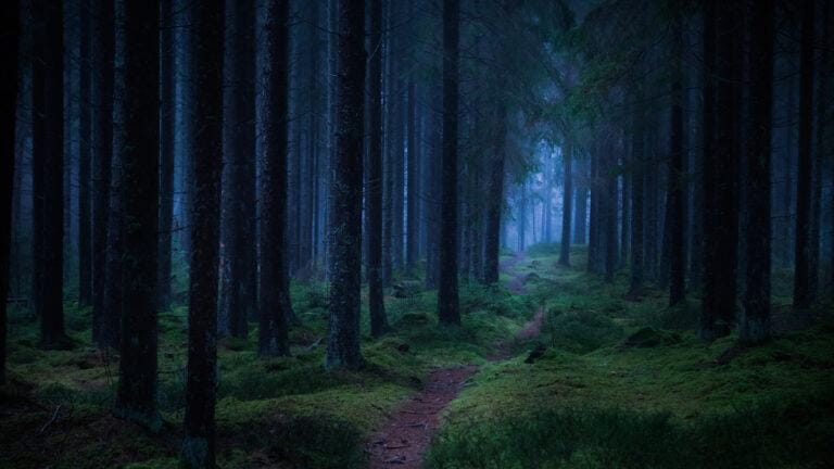 Your answer to riddle about walking in woods at night could determine if you’re a psychopath – so what do you see?