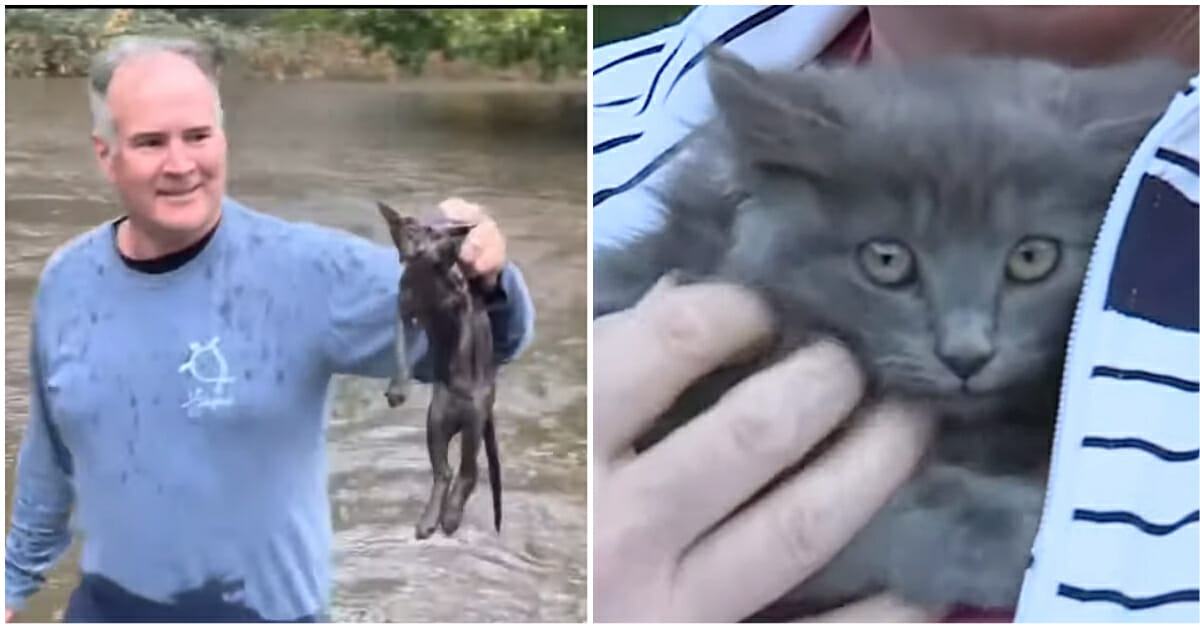 A brave man gathered his courage and rescued a drowning stray cat