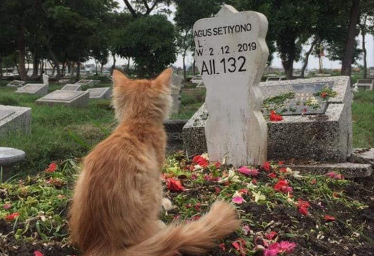 A grieving cat is grieving the passing of her former owner