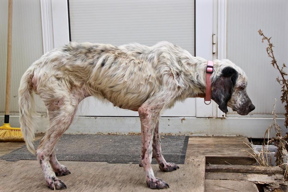 A hunting dog that was abused by its owner, fortunately after 5 years of starvation, was freed after being adopted by a caring family