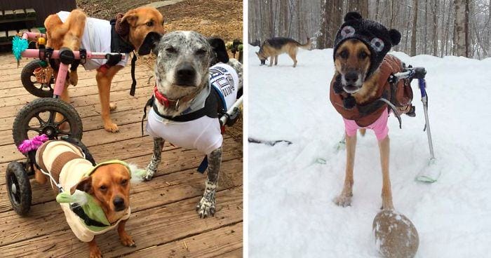 A woman named Tracey adopted 6 dogs in intensive care and they are now living their lives to the fullest
